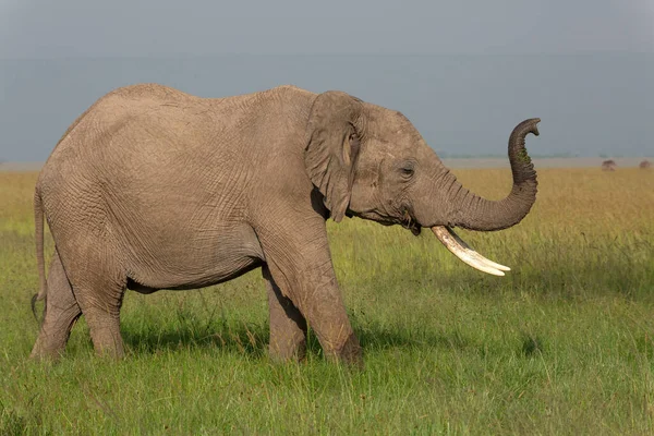Afrikansk Elefant Går Fritt Med Sin Koffert Upp Luften Savannen — Stockfoto