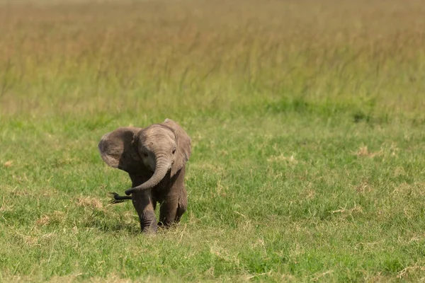 Söt Baby Elefant Går Egen Hand Det Gröna Gräset Svajande — Stockfoto