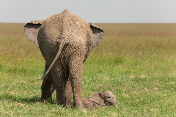 Söt Bild Baby Elefant Ligger Gräset Bredvid Sin Stora Mor — Stockfoto