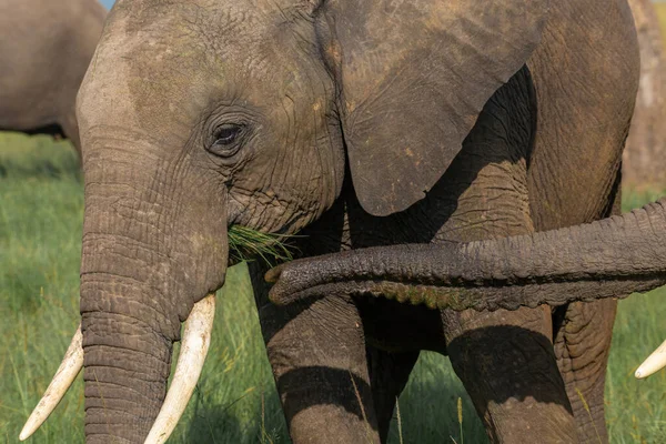 Elefantutfodring Medan Annan Hans Stam Sniffar Gräset Från Munnen Afrikanska — Stockfoto
