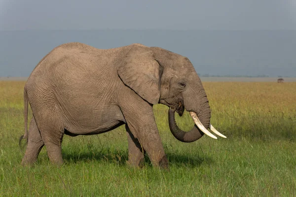 Elefantpromenader Och Utfodring Den Afrikanska Savannens Gräsmarker Med Krusad Stam — Stockfoto