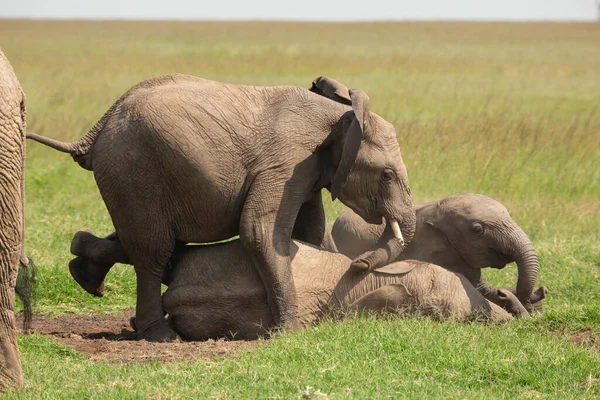 Rolig Bild Unga Elefanter Som Leker Och Sitter Ovanpå Varandra — Stockfoto