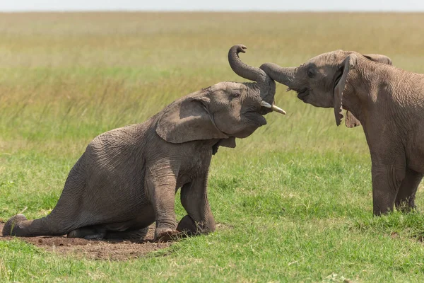 Roligt Foto Unga Elefanter Som Leker Sitter Och Lägger Sig — Stockfoto