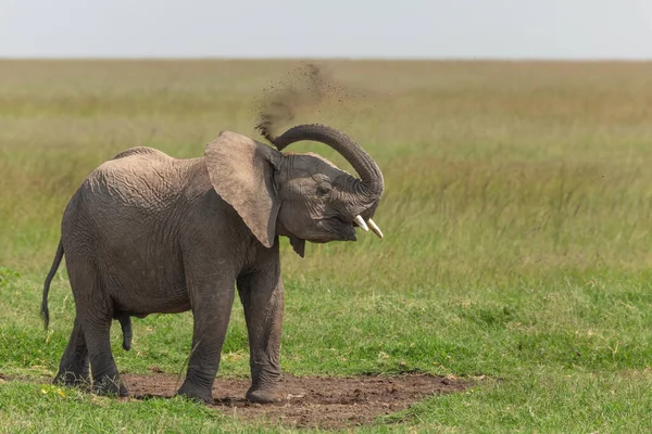 Jonge Afrikaanse Olifant Die Het Gras Staat Met Zijn Slurf — Stockfoto
