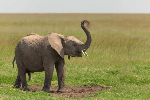 Ung Afrikansk Elefant Som Står Gräset Med Sin Koffert Uppe — Stockfoto