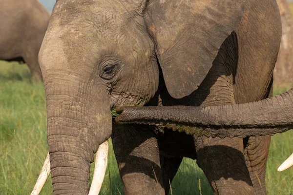 Afrikansk Elefant Äter Medan Annan Stam Sniffar Gräsmattan Från Hans — Stockfoto