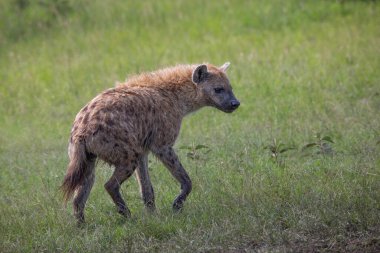 Kenya, Masai Mara 'da çimlerde yürüyen benekli sırtlanların yan görüntüsü. Safaride Afrika yaban hayatı