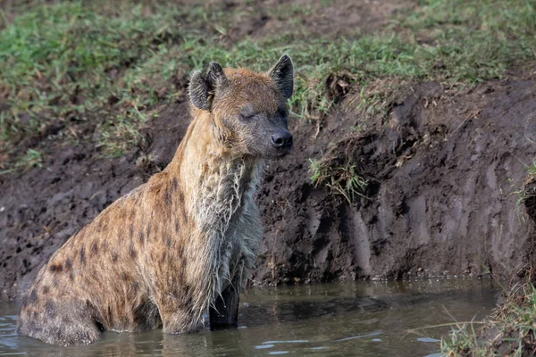 Våt Fläckig Hyena Sittande Floden Med Slutna Ögon Afrikanskt Djurliv — Stockfoto