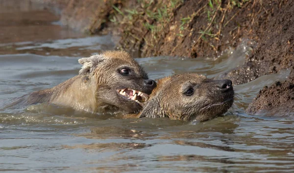 Zwemmende Hyena Met Hoofden Boven Water Een Beet Nek Afrikaanse — Stockfoto