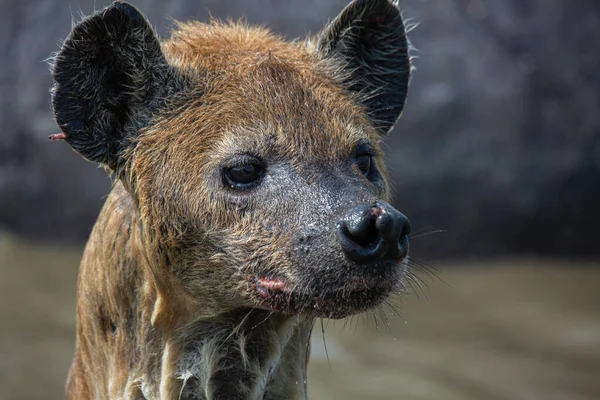 Närbild Våt Fläckig Hyena Huvud Tittar Sidan Djurliv Afrikansk Safari — Stockfoto