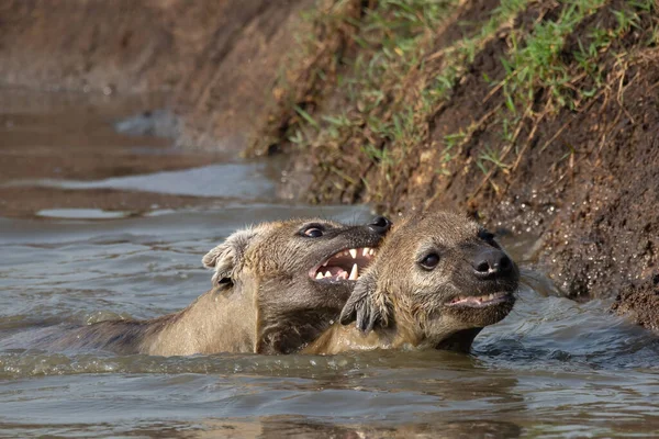 Hyenor Som Badar Floden Och Biter Halsen Afrikansk Safari Masai — Stockfoto