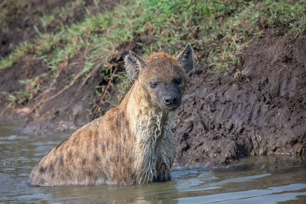 Blötläggning Våt Fläckig Hyena Sitter Floden Och Tittar Kameran Masai — Stockfoto