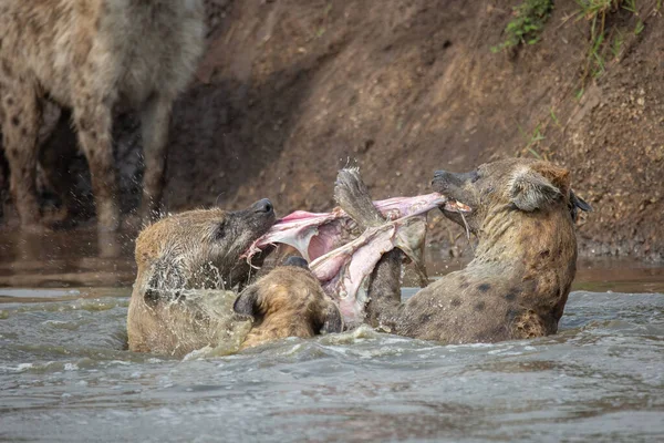 Sett Hyena Floden Slita Upp Köttbit Och Slåss Mat Masai — Stockfoto