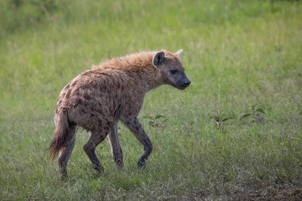 Side view of Spotted hyenas walking on the grass in Masai Mara, Kenya. African wildlife on safari