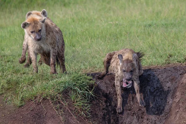 Spottade Hyena Hoppar Från Flodbanken Med Mat Munnen Medan Andra — Stockfoto