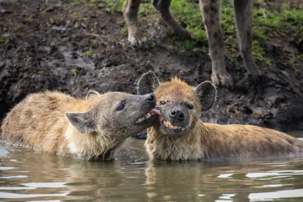 Sett Hyenor Trimma Varandra Slicka Andra Hyena Ansikte När Står — Stockfoto