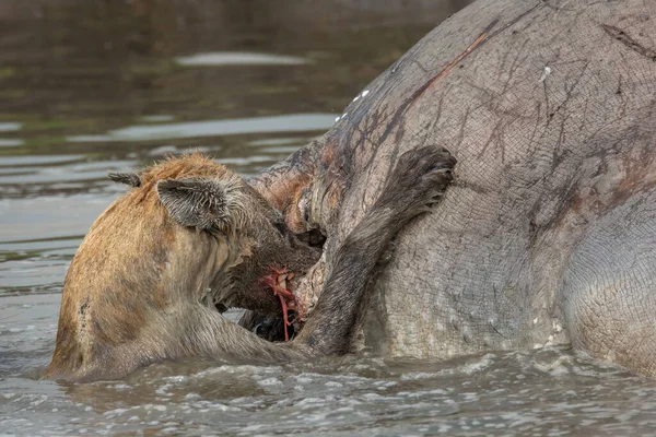 Såg Hyena Skrubba Kött Från Flodhäst Som Låg Vattnet Afrikanskt — Stockfoto