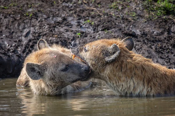 Sett Hyenor Putsa Varandra Vattnet Öppna Munnen Och Visar Tänderna — Stockfoto