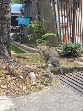 Güzel gri çizgili kedi kaldırımda oturuyor. 