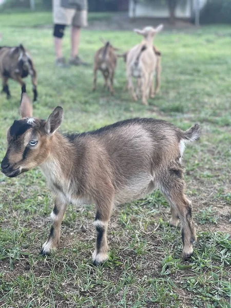 Fuzzy Baby Goat Green Grass — 스톡 사진