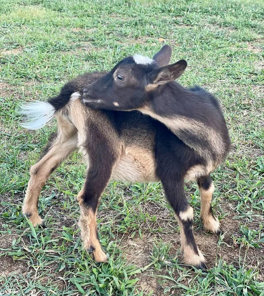 Group Goats Grass — Foto de Stock