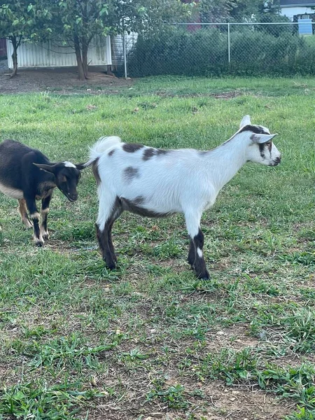 White Baby Goat Grass — Stock fotografie
