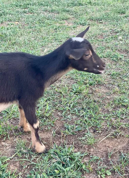 Black White Goat — Stock Photo, Image