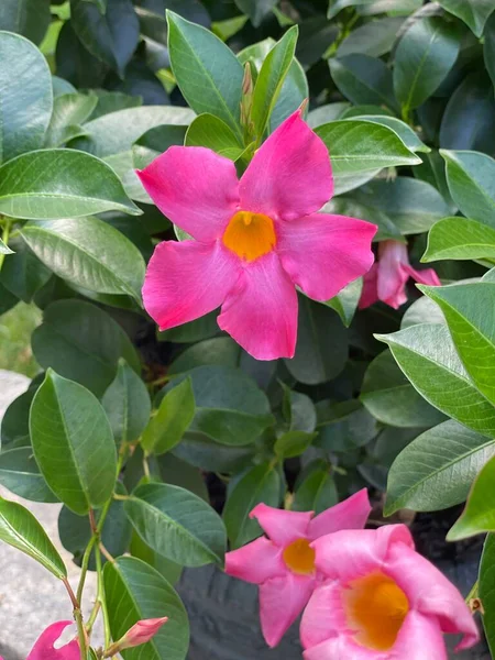Close Pink Purple Flower Garden — ストック写真