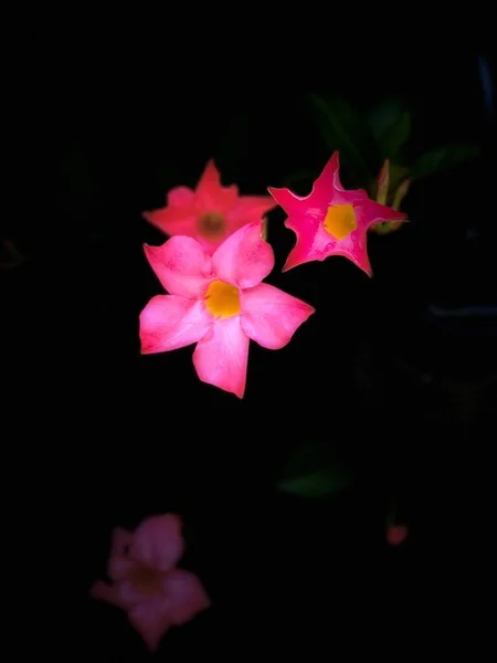 Pink Flowers Garden Flora Nature Isolated — Photo