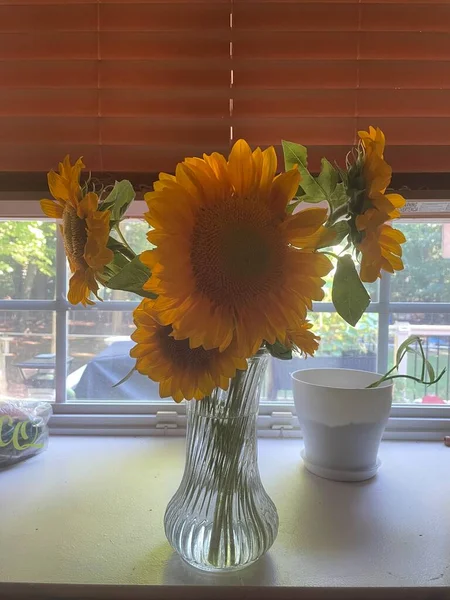 Beautiful Sun Flowers Glass Vase Window Sill — Stock Fotó