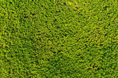 Yeşil sarmaşık duvarı, organik dekoratif bahçe, fotokopi alanı. Arkaplan, doku, duvar kağıdı 