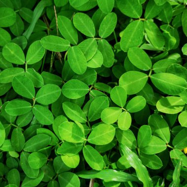 Andean food dish from Peru, highland banquet.