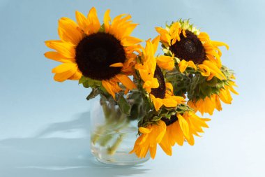 Mavi arka planda, cam vazoda, gölgesi olan ideal ayçiçeği buketi değil.
