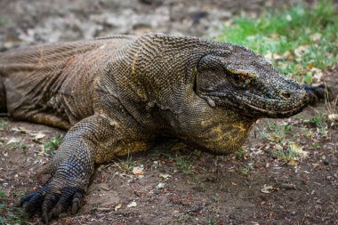 Komodo ejderhası yerde. İlginç bir bakış açısı. Alçaktan ateş etme. Endonezya 'da. Komodo Ulusal Parkı. Mükemmel bir çizim..