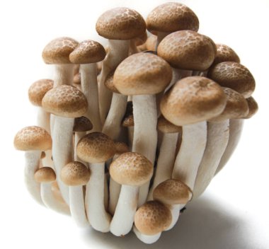 Kahverengi kayın mantarları ya da Shimeji mantarları kesme yolu ve geniş bir alan derinliği ile beyaz arka planda izole edilir..