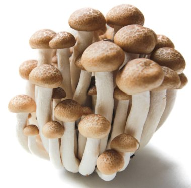 Kahverengi kayın mantarları ya da Shimeji mantarları kesme yolu ve geniş bir alan derinliği ile beyaz arka planda izole edilir..