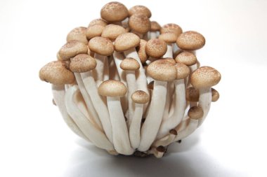 Kahverengi kayın mantarları ya da Shimeji mantarları kesme yolu ve geniş bir alan derinliği ile beyaz arka planda izole edilir..