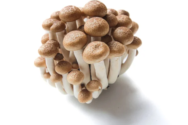 Cogumelos Faia Marrom Cogumelos Shimeji São Isolados Fundo Branco Com — Fotografia de Stock
