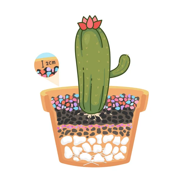 Kaktus Sadzony Doniczkach Kolorowym Żwirem Widoku Bocznym Przeciętym Pół Aby — Wektor stockowy