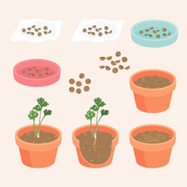 Algorithm Agriculture to plant coriander vector illustration
