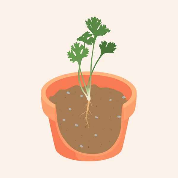 Coriander Growing Broken Flowerpot Can See Root Underground Vector — Vettoriale Stock