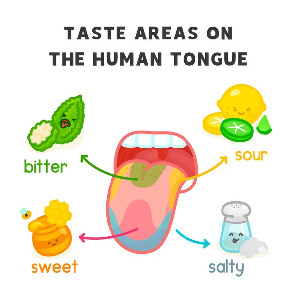 Taste Areas Human Tongue Diagram Chart Science Subject Kawaii Doodle — Stockvector