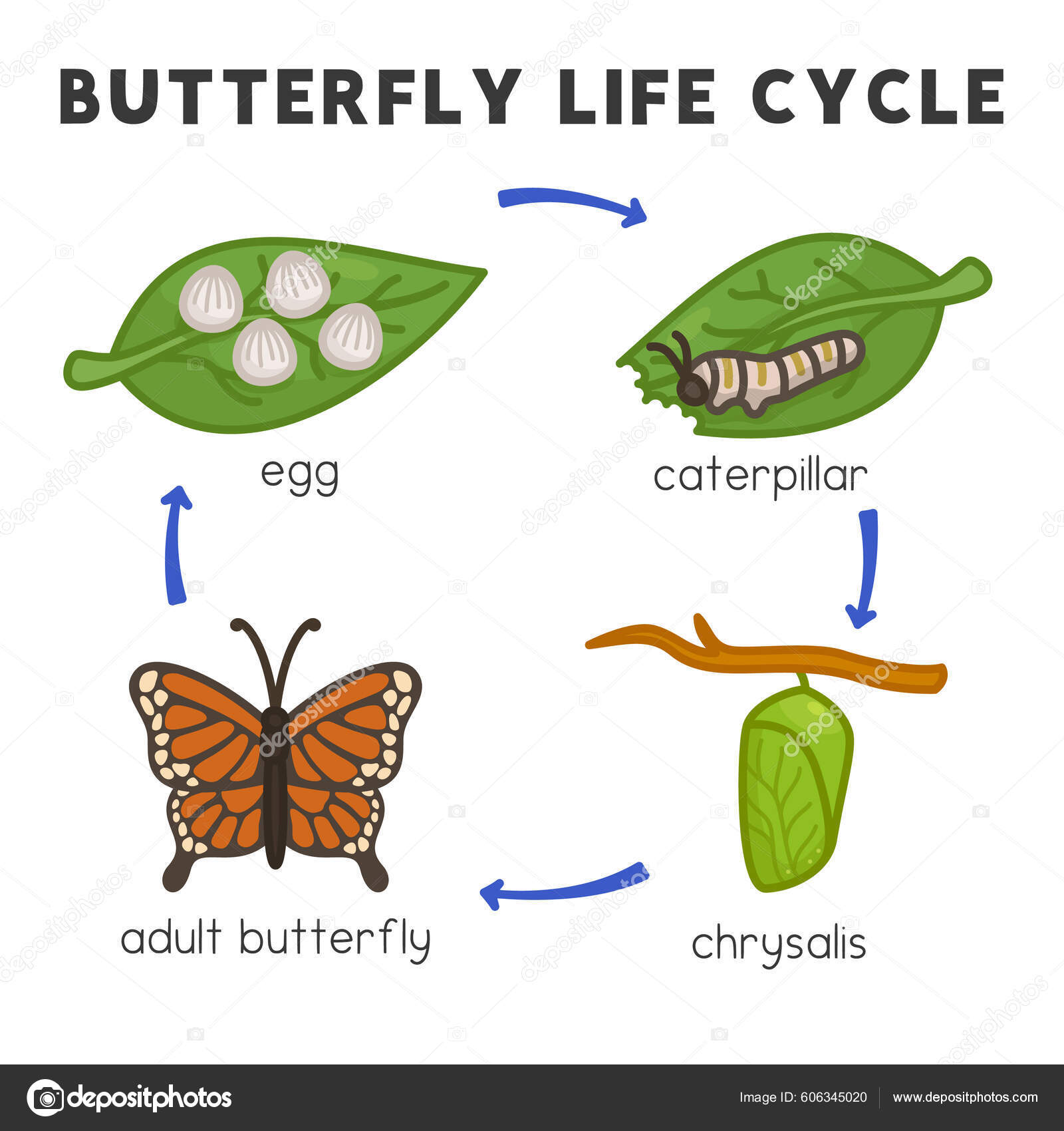 Butterfly Life Cycle Diagram Chart Science Subject Kawaii Doodle Vector