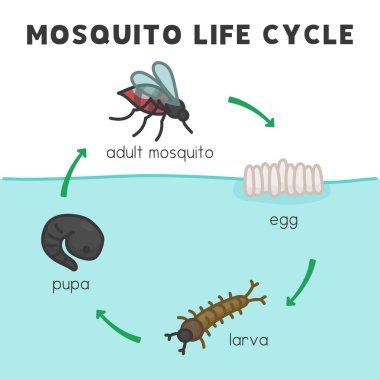 mosquito life cycle diagram chart in science subject kawaii doodle vector cartoon