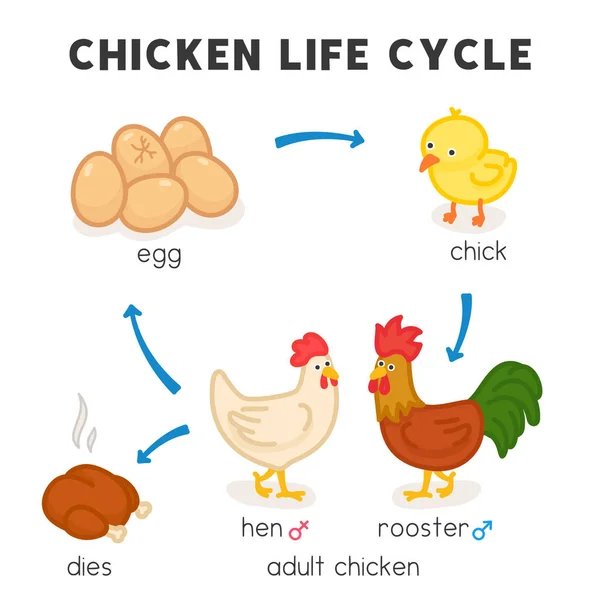 Chicken Life Cycle Diagram Chart Science Subject Kawaii Doodle Vector — Archivo Imágenes Vectoriales