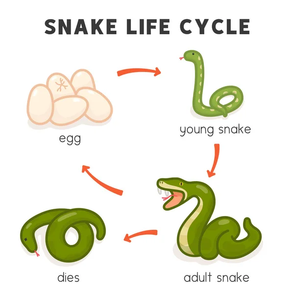 Snake Life Cycle Diagram Chart Science Subject Kawaii Doodle Vector - Stok Vektor