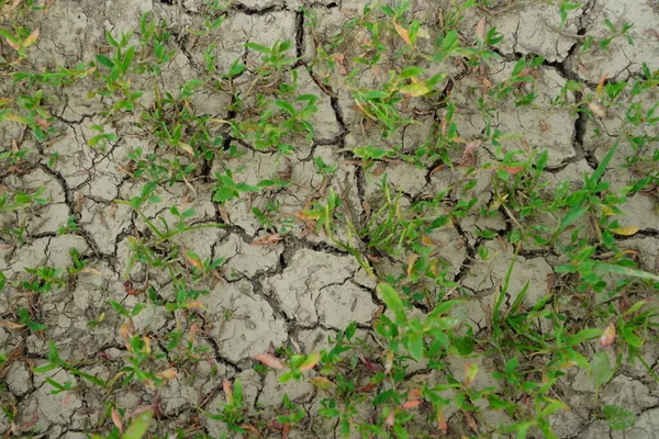 cracked dry earth and sprouting grass