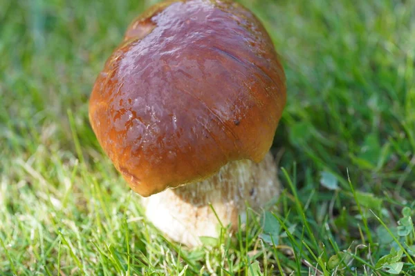 a boletus mushroom fungus the type species of the genus boletus edulis , cep, penny bun, porcino or porcini