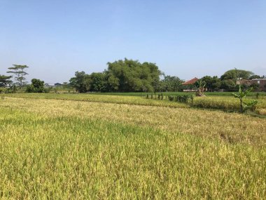 Mavi gökyüzü ile sarı pirinç tarlaları