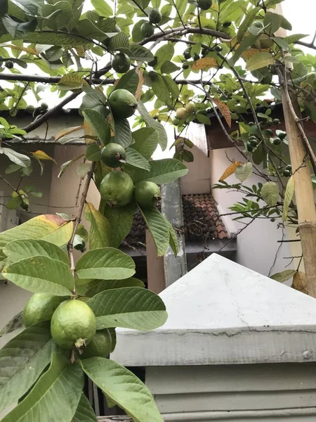 Die Guaven Frucht Beginnt Früchte Tragen Und Wird Bald Gelb — Stockfoto